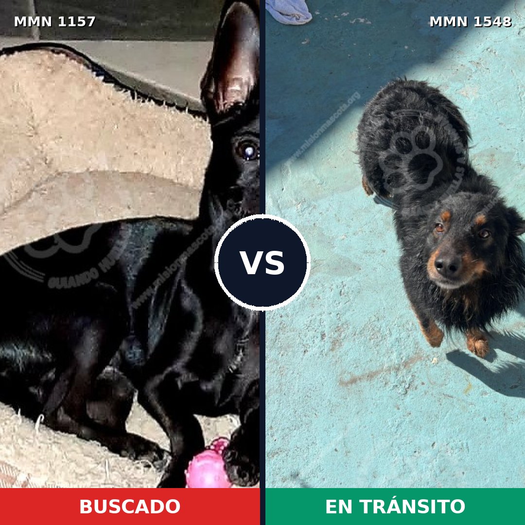 Comparativa MMS 30399: mascota perdida y mascota encontrada, 42% de similitud