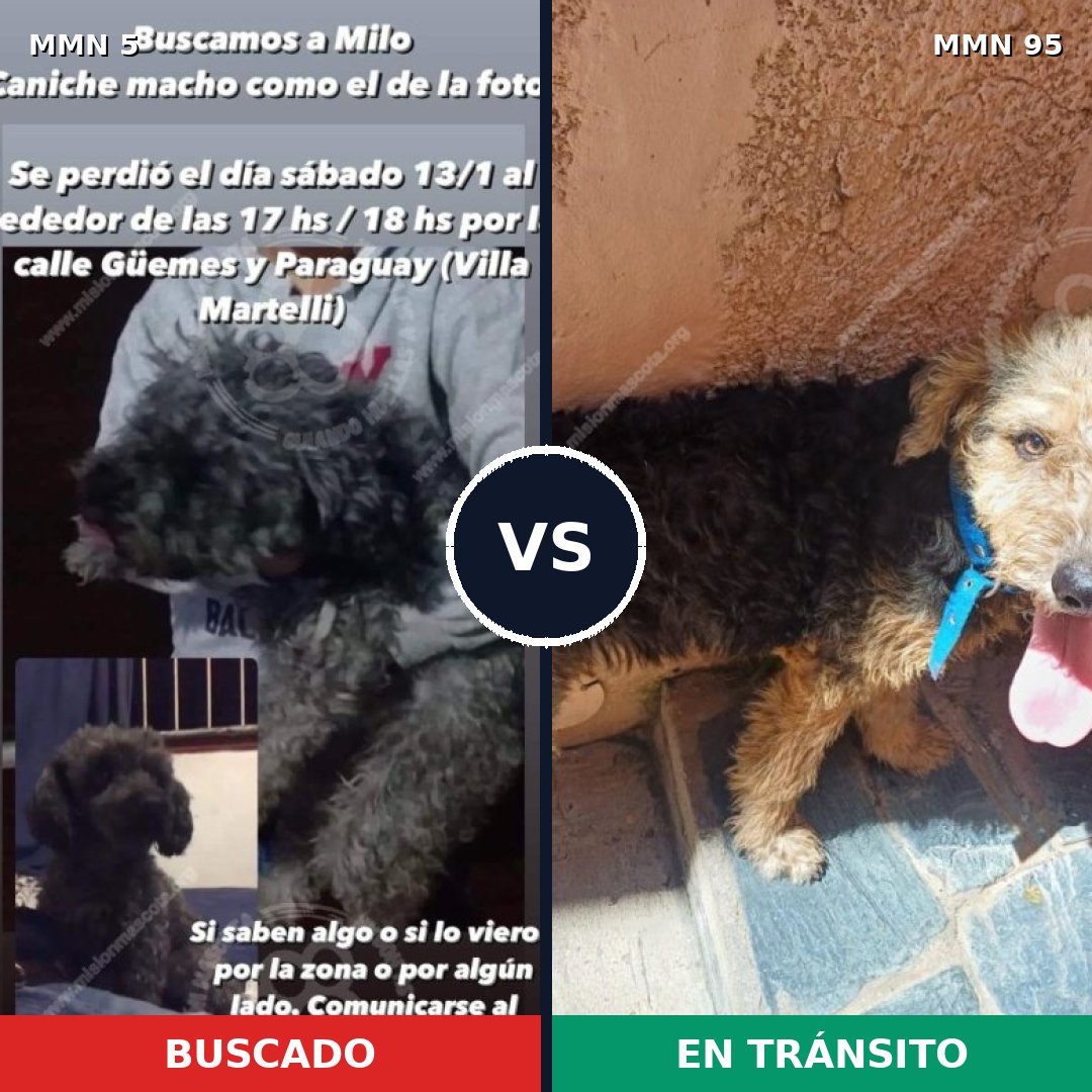Comparativa MMS 304: mascota perdida y mascota encontrada, 38% de similitud