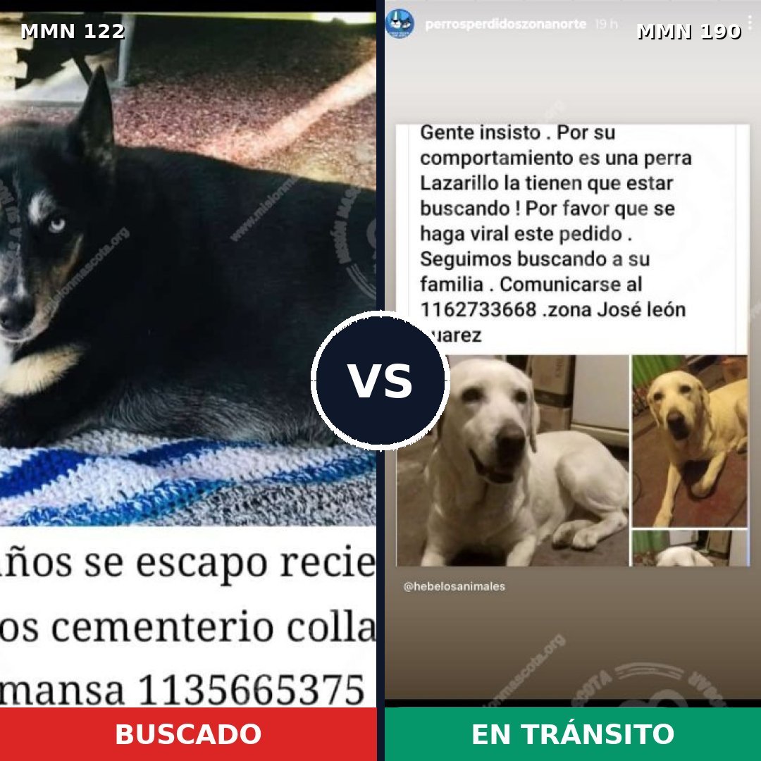 Comparativa MMS 3040: mascota perdida y mascota encontrada, 23% de similitud