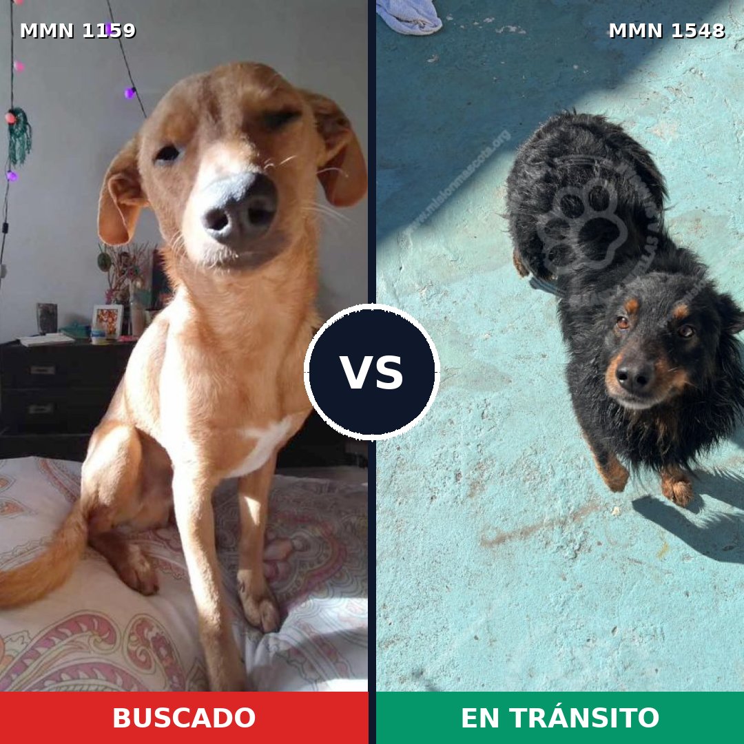Comparativa MMS 30400: mascota perdida y mascota encontrada, 63% de similitud