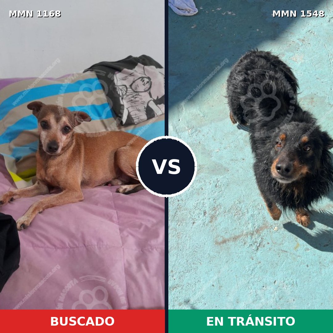 Comparativa MMS 30401: mascota perdida y mascota encontrada, 40% de similitud