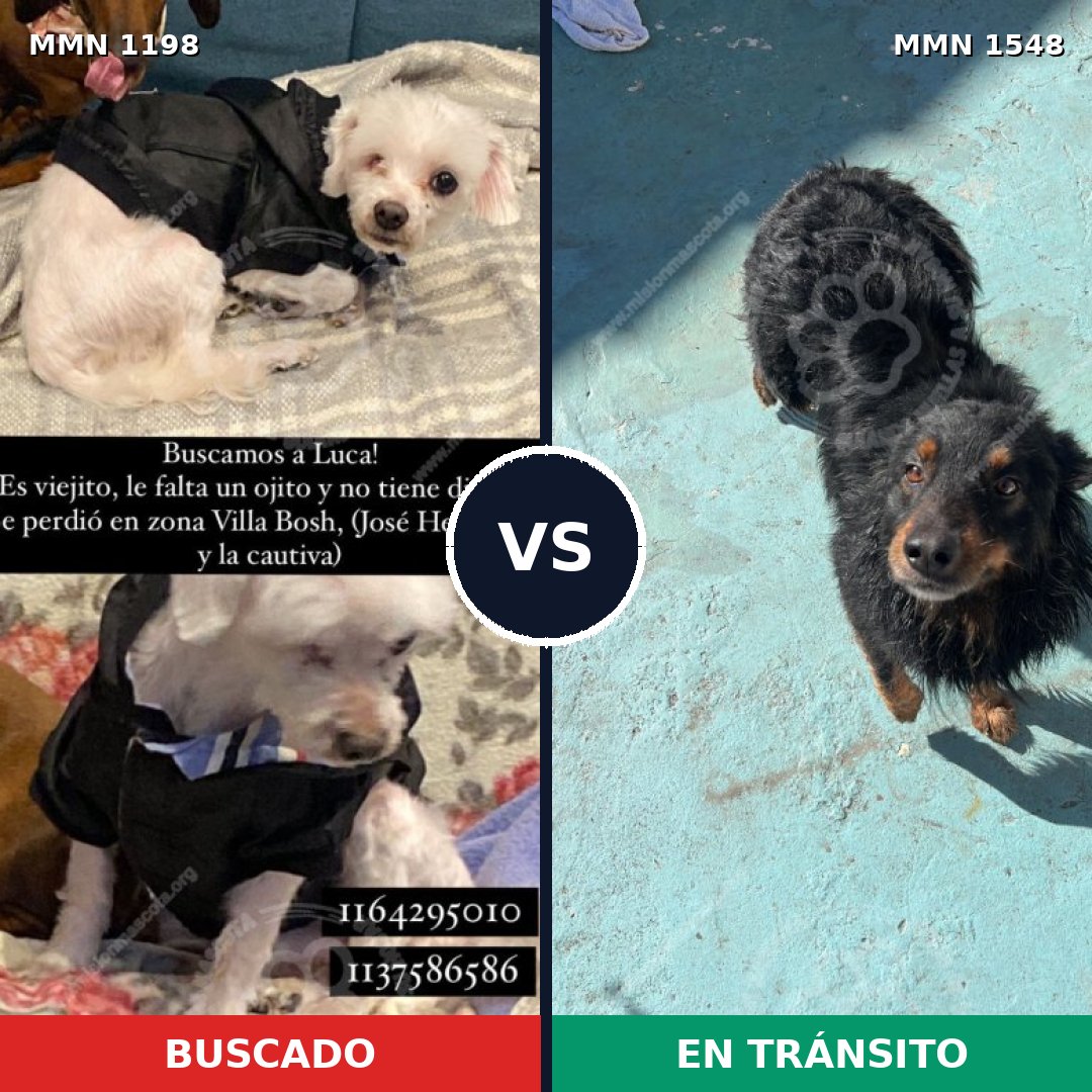 Comparativa MMS 30402: mascota perdida y mascota encontrada, 36% de similitud