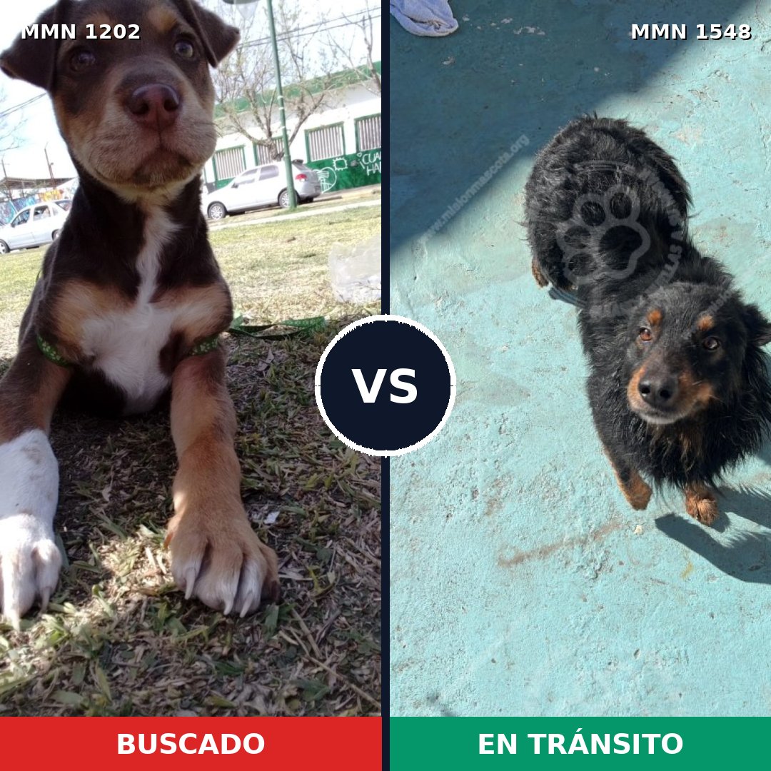 Comparativa MMS 30403: mascota perdida y mascota encontrada, 42% de similitud