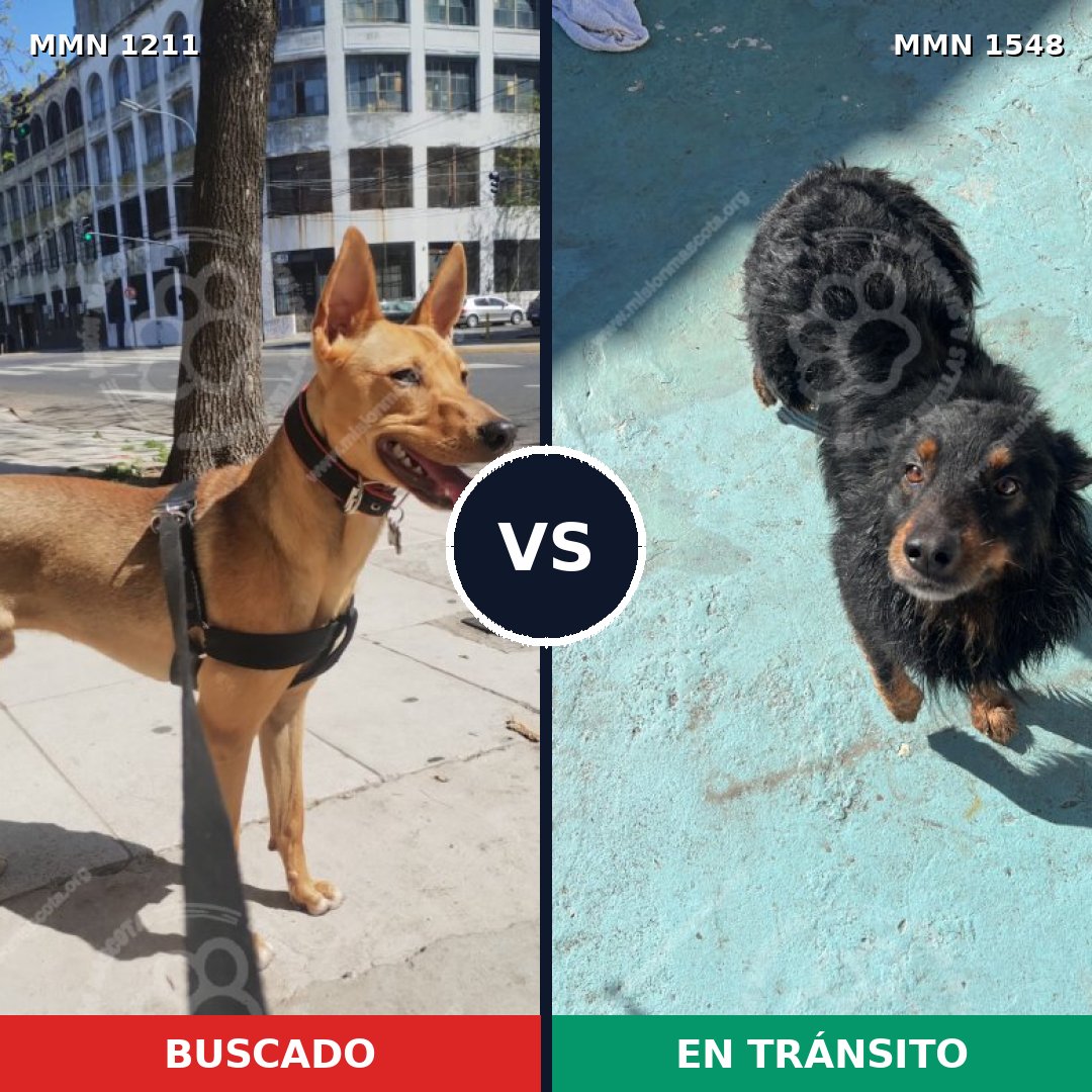 Comparativa MMS 30404: mascota perdida y mascota encontrada, 76% de similitud