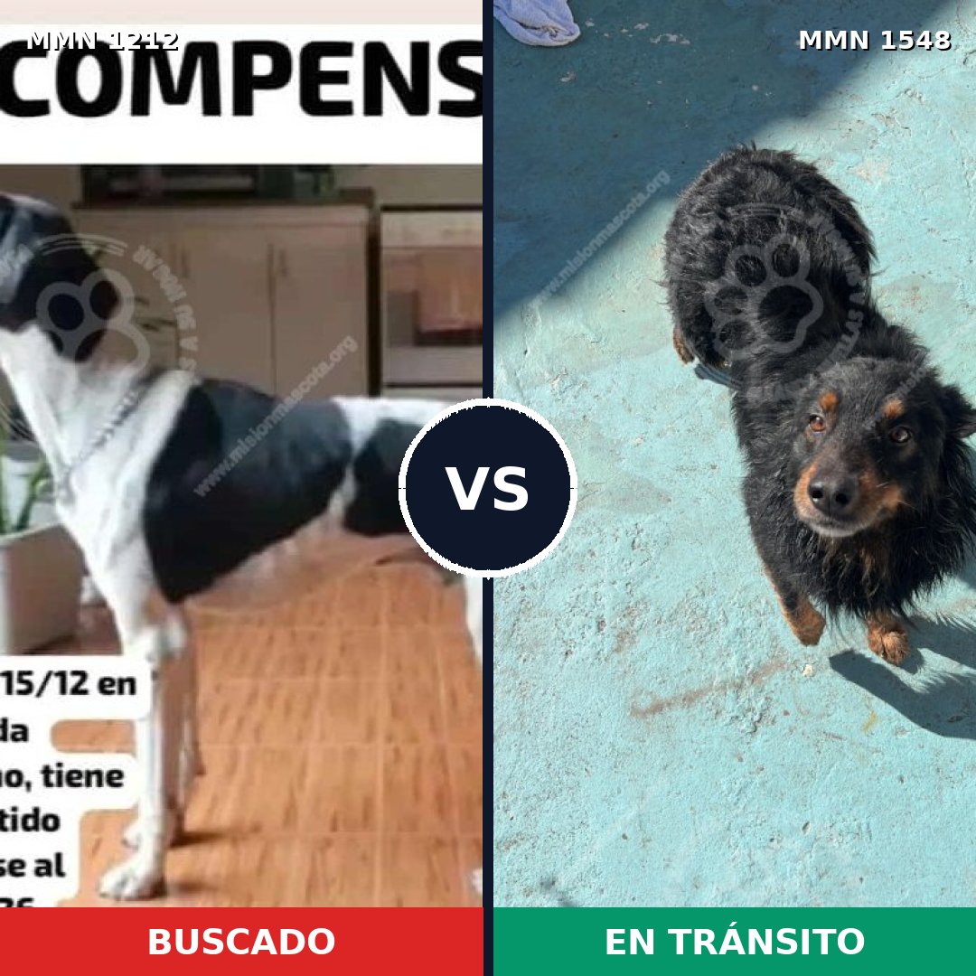 Comparativa MMS 30405: mascota perdida y mascota encontrada, 36% de similitud