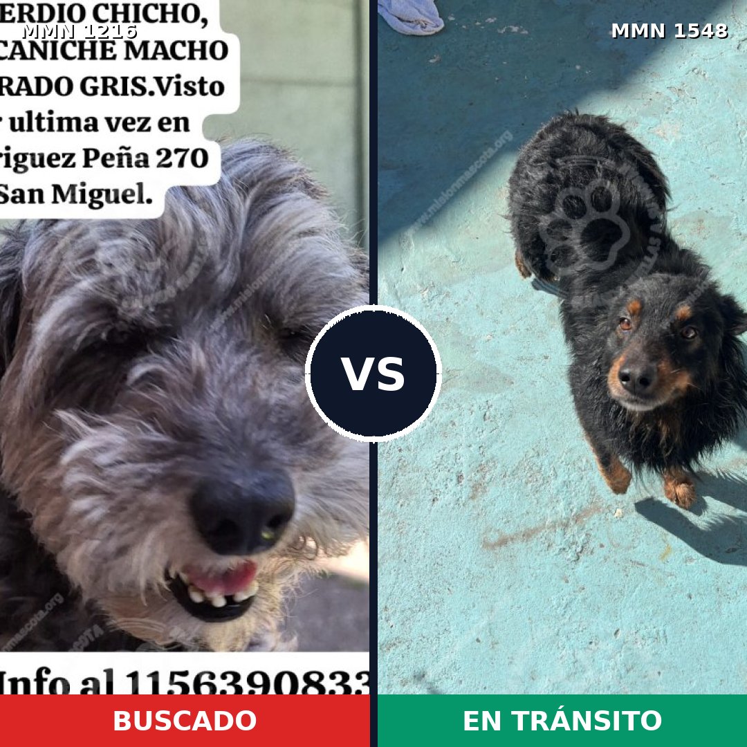 Comparativa MMS 30406: mascota perdida y mascota encontrada, 48% de similitud