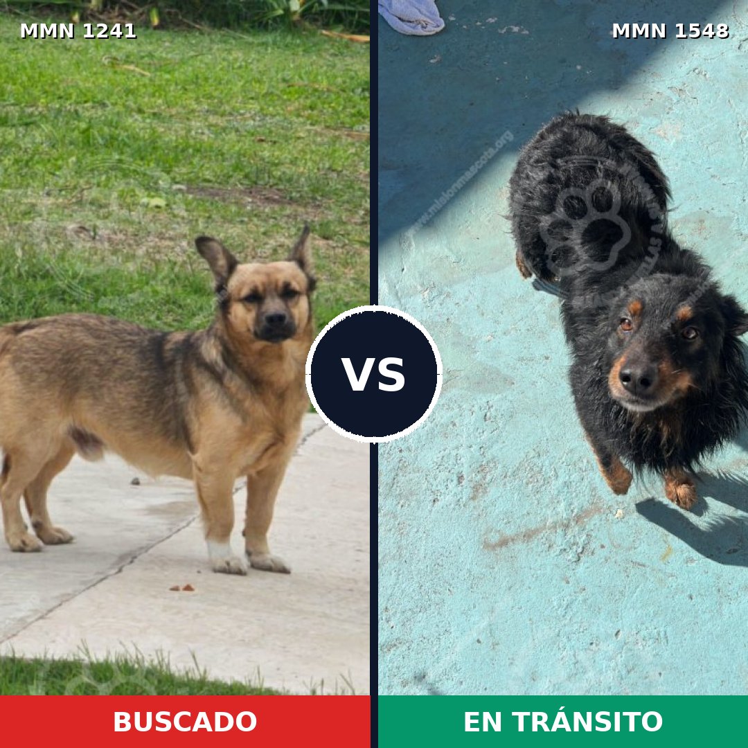 Comparativa MMS 30408: mascota perdida y mascota encontrada, 64% de similitud