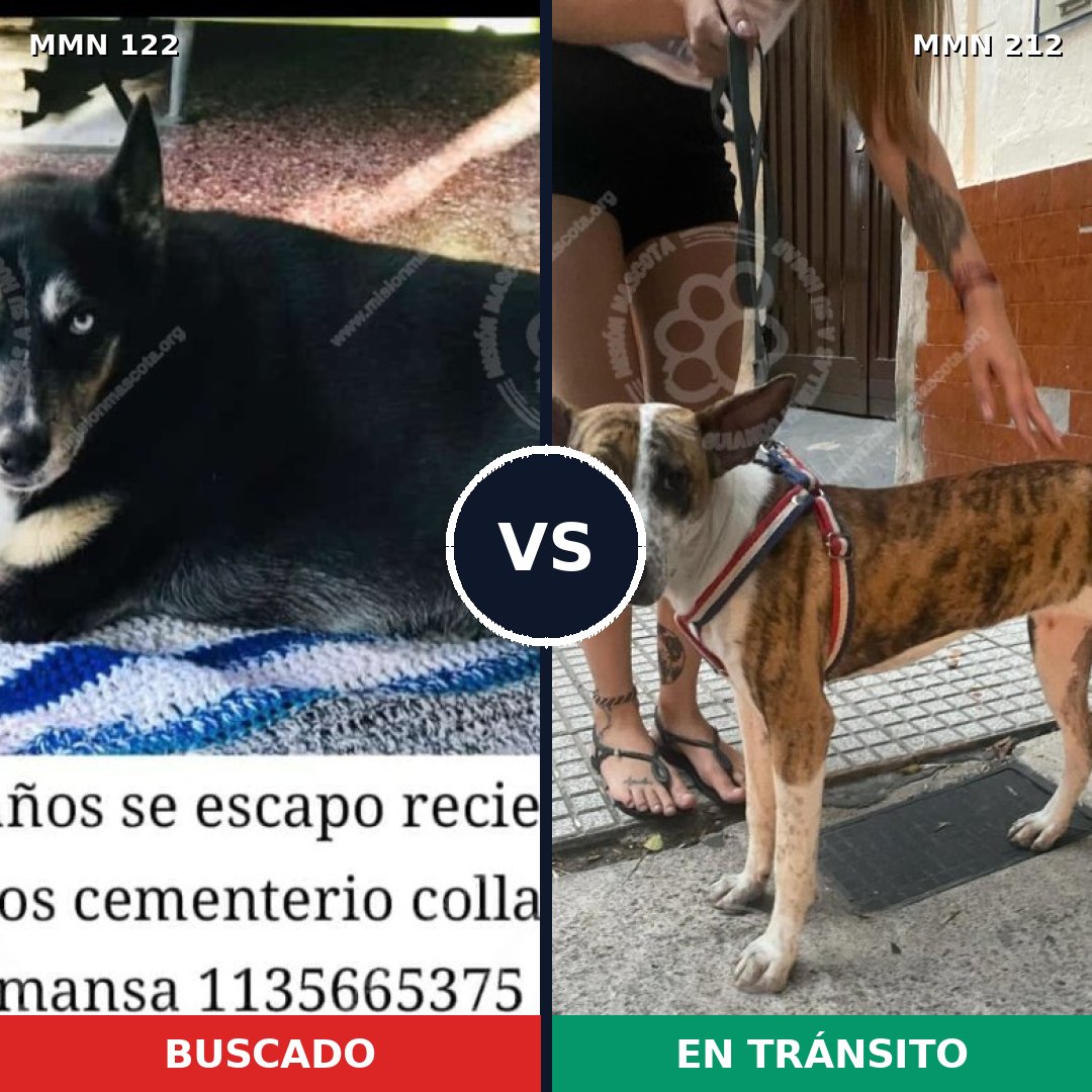 Comparativa MMS 3041: mascota perdida y mascota encontrada, 48% de similitud
