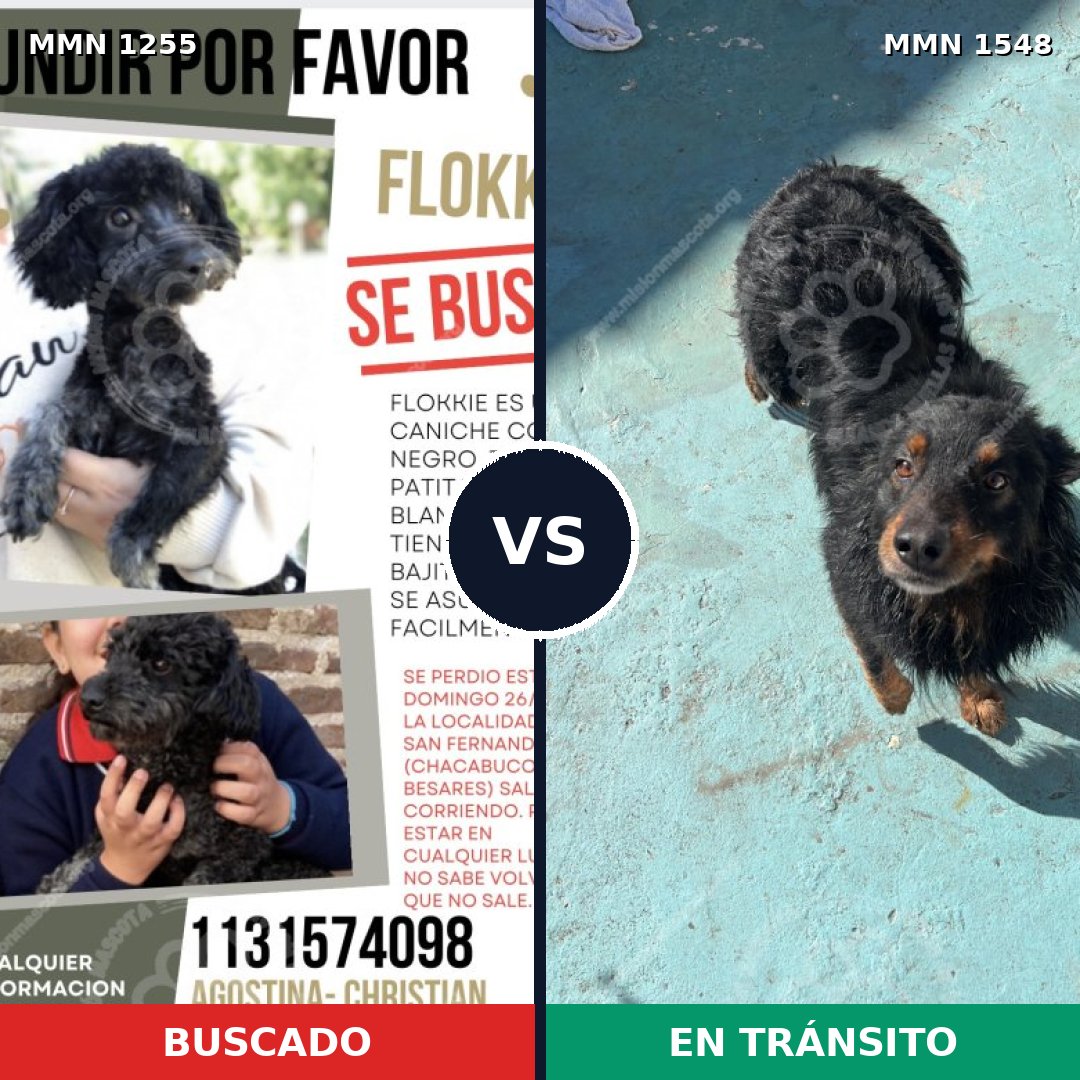 Comparativa MMS 30410: mascota perdida y mascota encontrada, 34% de similitud