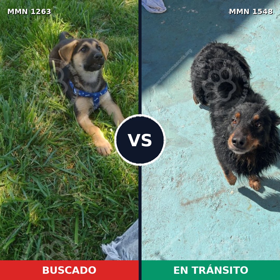 Comparativa MMS 30412: mascota perdida y mascota encontrada, 33% de similitud