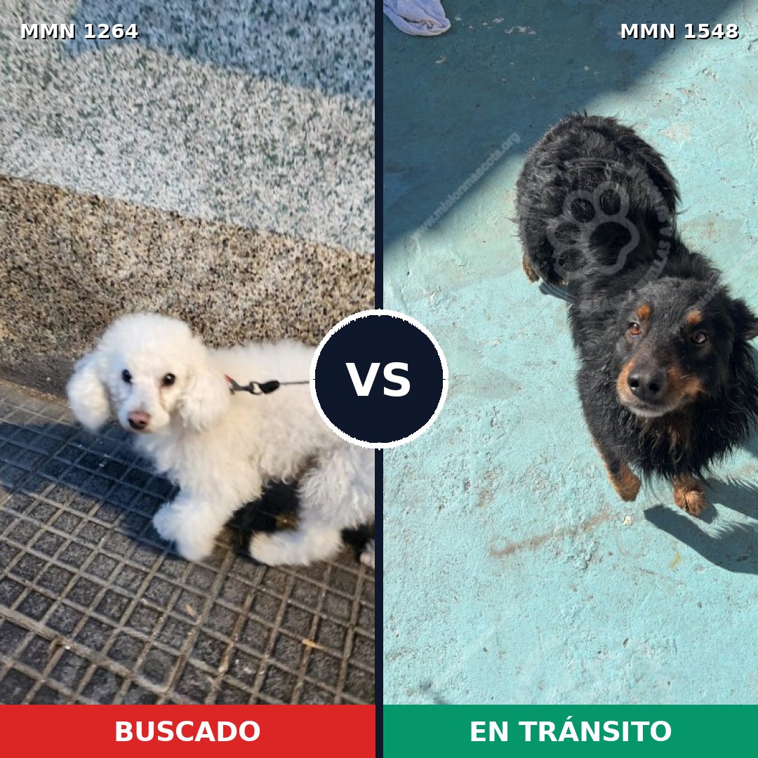 Comparativa MMS 30413: mascota perdida y mascota encontrada, 36% de similitud