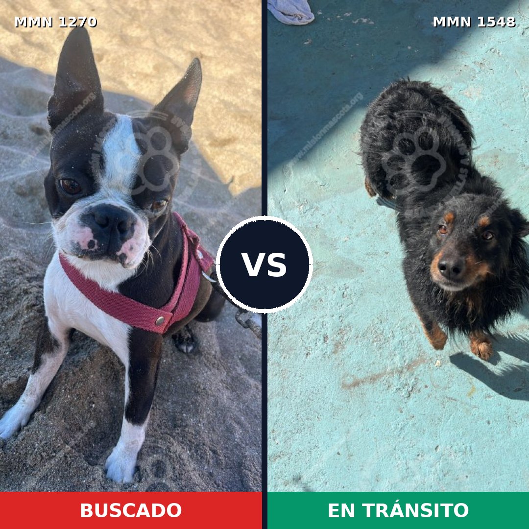 Comparativa MMS 30414: mascota perdida y mascota encontrada, 43% de similitud