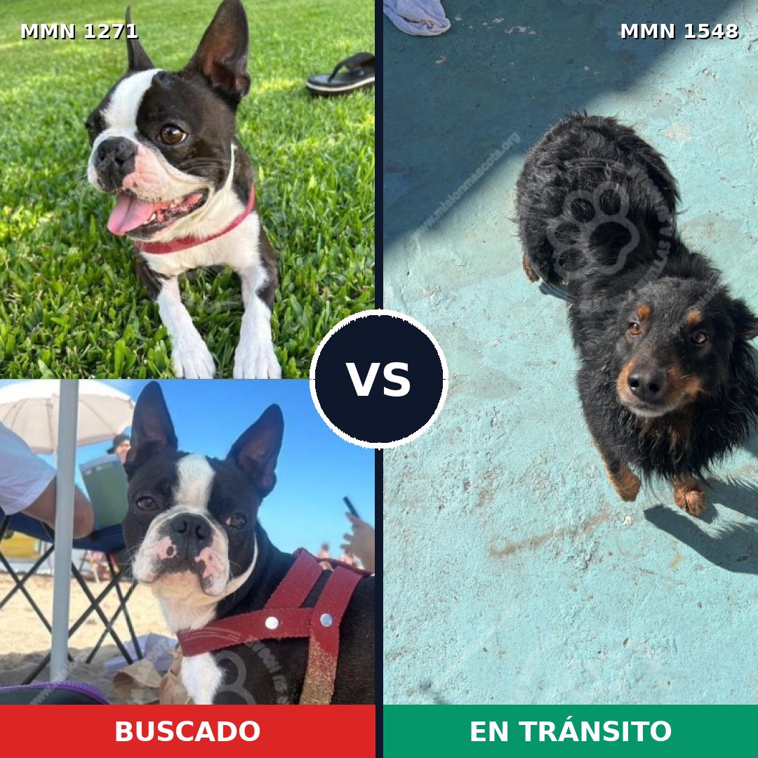 Comparativa MMS 30415: mascota perdida y mascota encontrada, 43% de similitud
