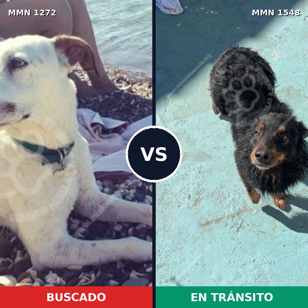 Comparativa MMS 30416: mascota perdida y mascota encontrada, 63% de similitud