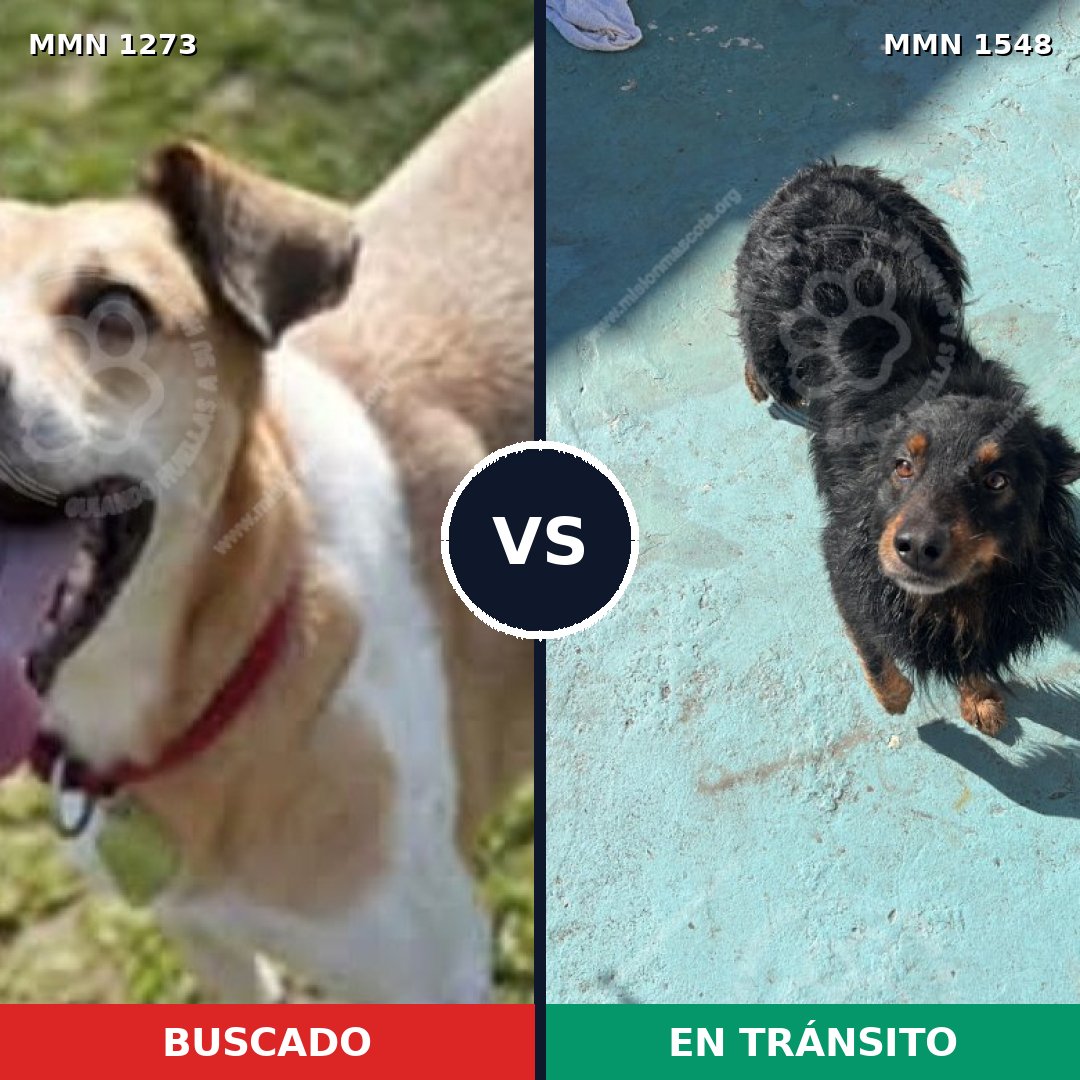 Comparativa MMS 30417: mascota perdida y mascota encontrada, 63% de similitud