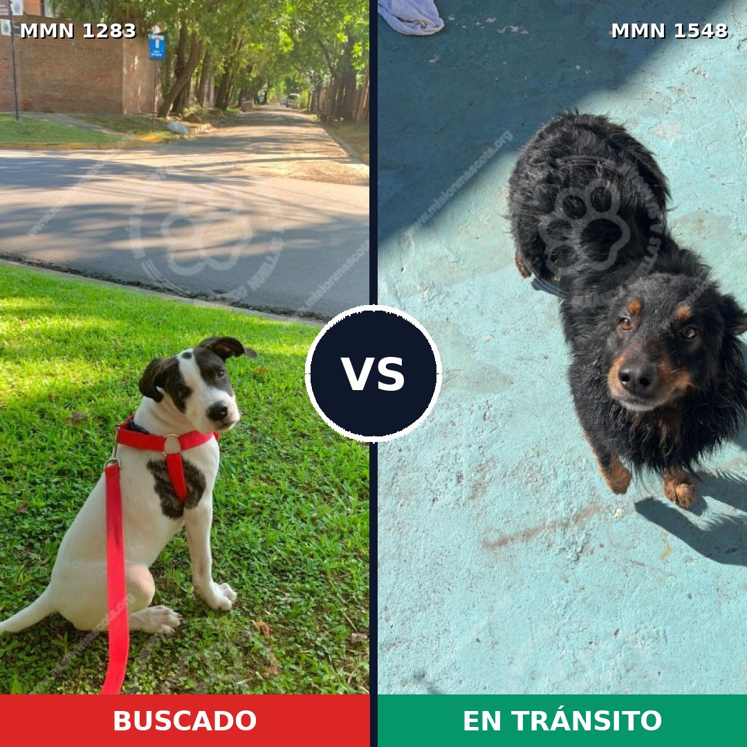 Comparativa MMS 30418: mascota perdida y mascota encontrada, 65% de similitud