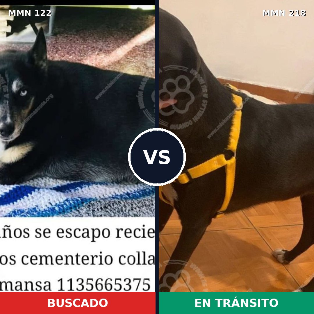 Comparativa MMS 3042: mascota perdida y mascota encontrada, 63% de similitud