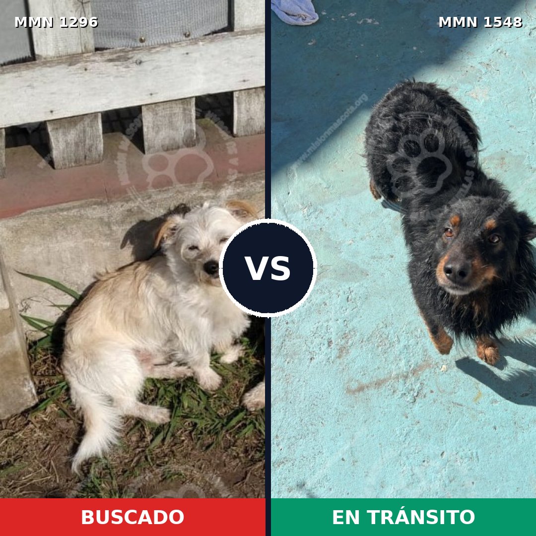 Comparativa MMS 30421: mascota perdida y mascota encontrada, 61% de similitud
