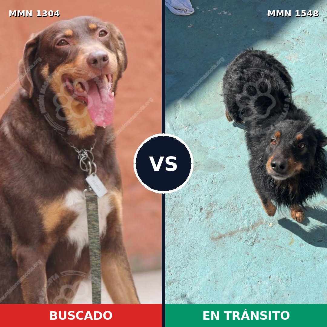 Comparativa MMS 30423: mascota perdida y mascota encontrada, 64% de similitud