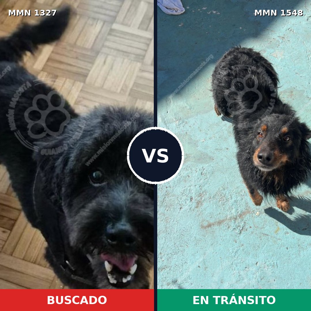 Comparativa MMS 30425: mascota perdida y mascota encontrada, 73% de similitud