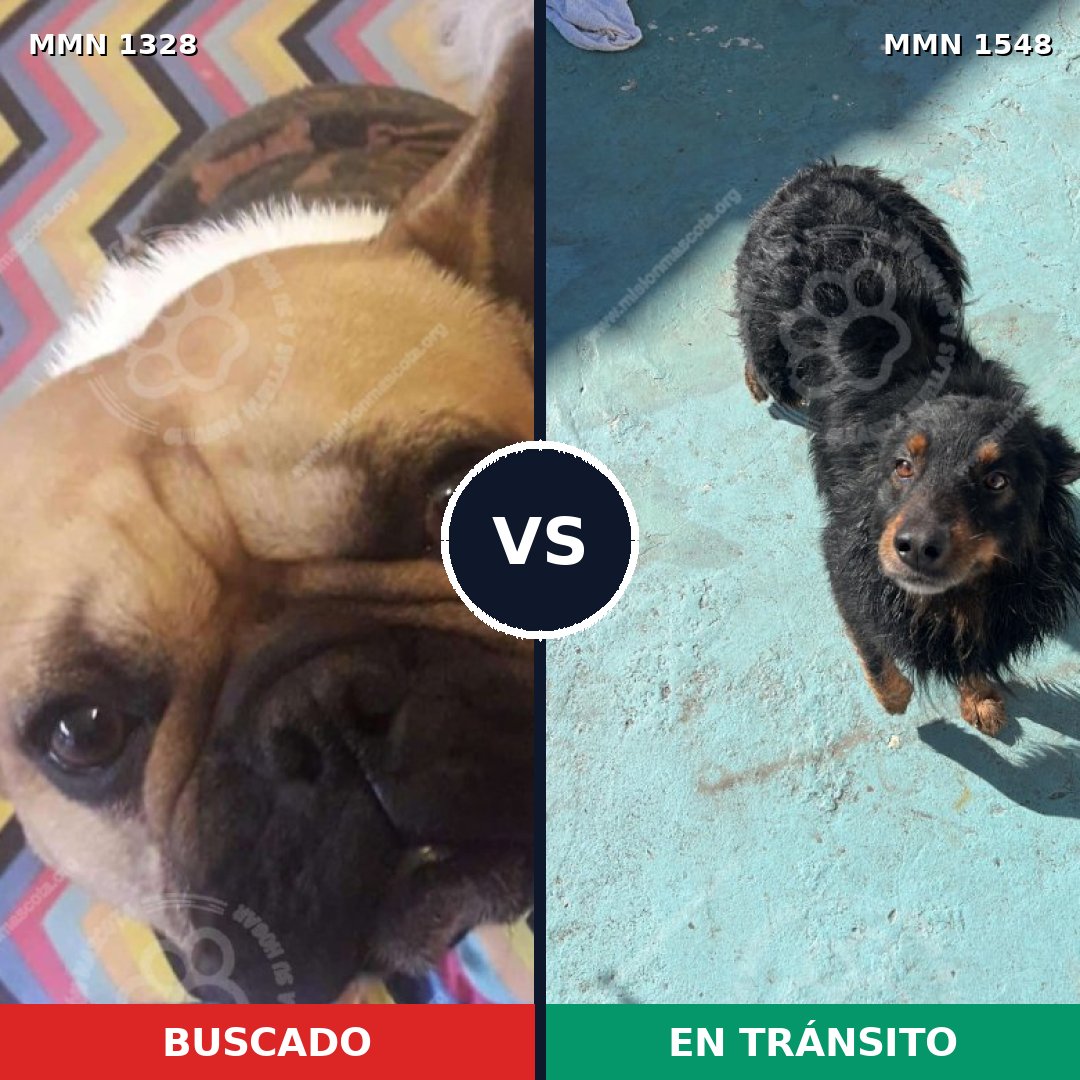 Comparativa MMS 30426: mascota perdida y mascota encontrada, 42% de similitud