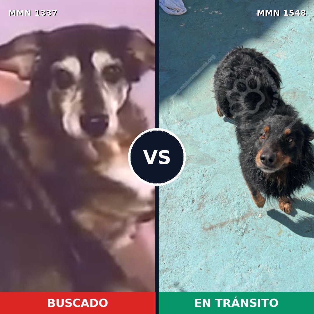 Comparativa MMS 30427: mascota perdida y mascota encontrada, 65% de similitud