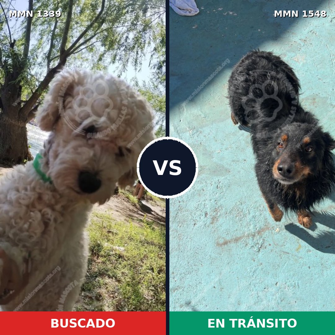 Comparativa MMS 30428: mascota perdida y mascota encontrada, 35% de similitud