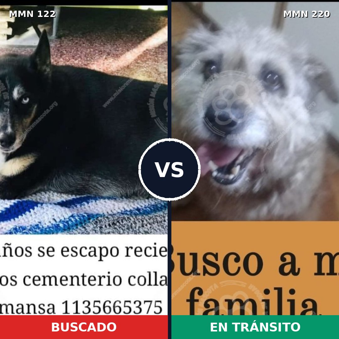 Comparativa MMS 3043: mascota perdida y mascota encontrada, 63% de similitud