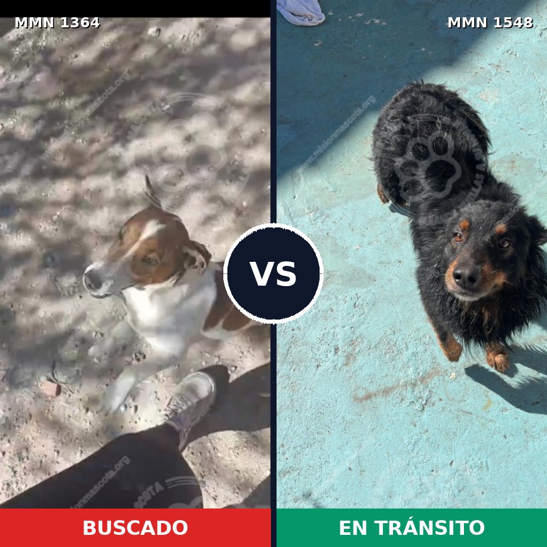 Comparativa MMS 30430: mascota perdida y mascota encontrada, 38% de similitud