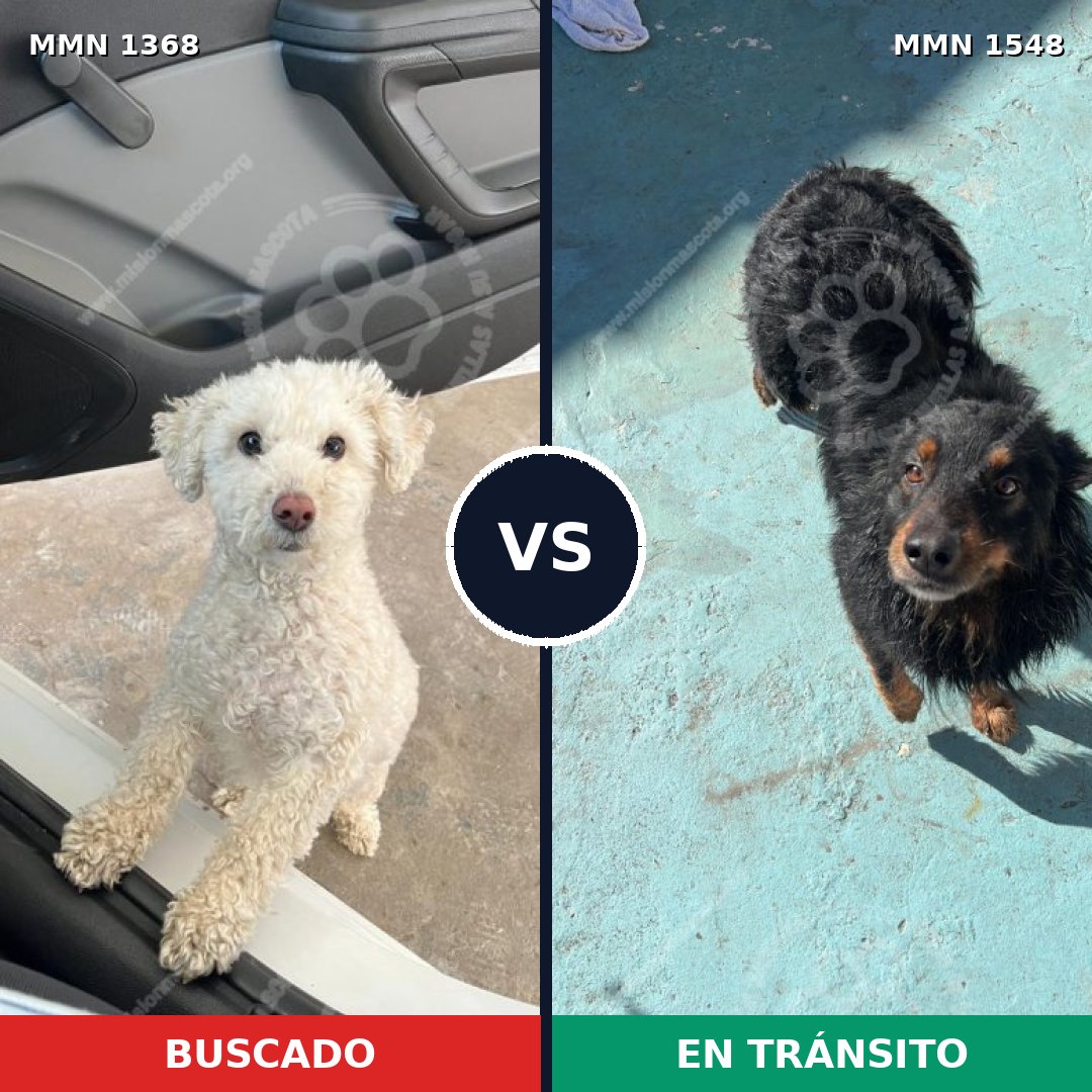 Comparativa MMS 30431: mascota perdida y mascota encontrada, 38% de similitud