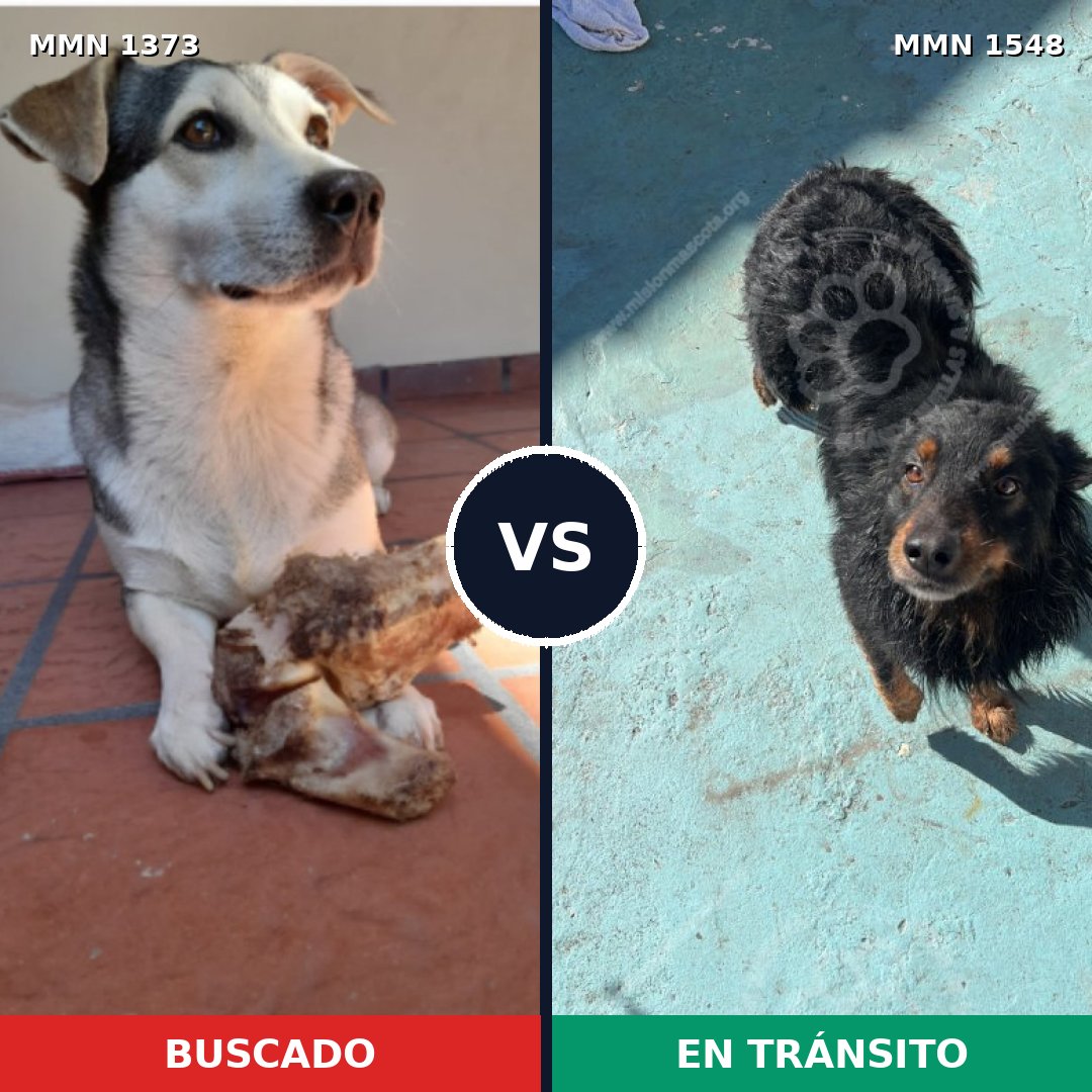 Comparativa MMS 30432: mascota perdida y mascota encontrada, 60% de similitud