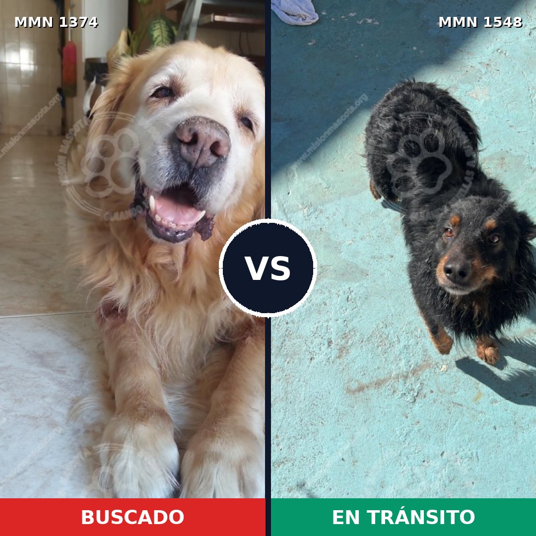 Comparativa MMS 30433: mascota perdida y mascota encontrada, 36% de similitud