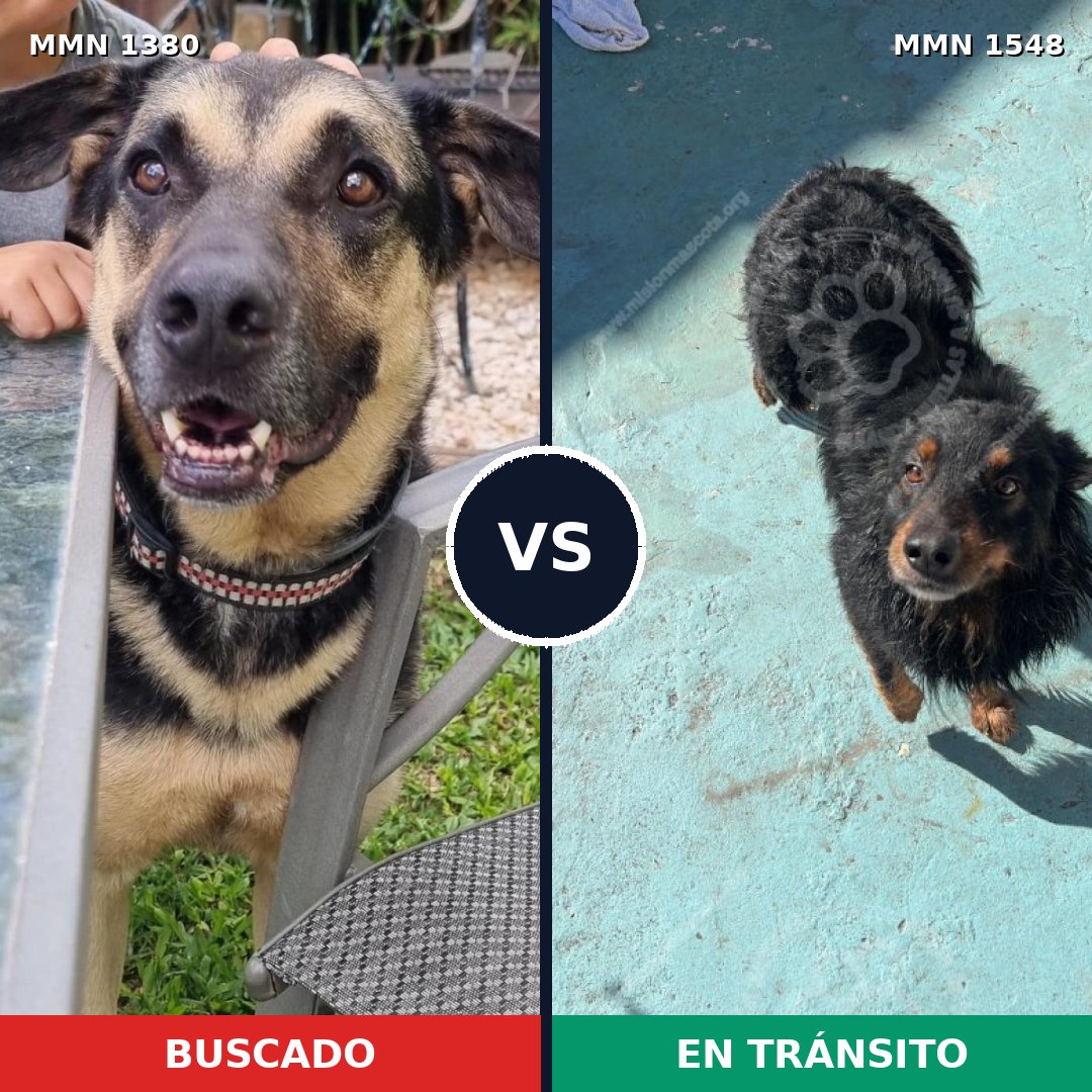 Comparativa MMS 30435: mascota perdida y mascota encontrada, 64% de similitud