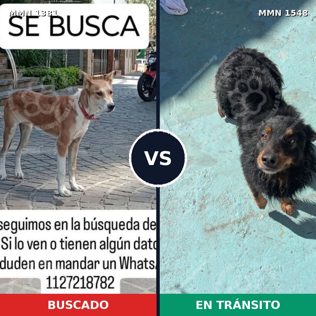 Comparativa MMS 30436: mascota perdida y mascota encontrada, 61% de similitud