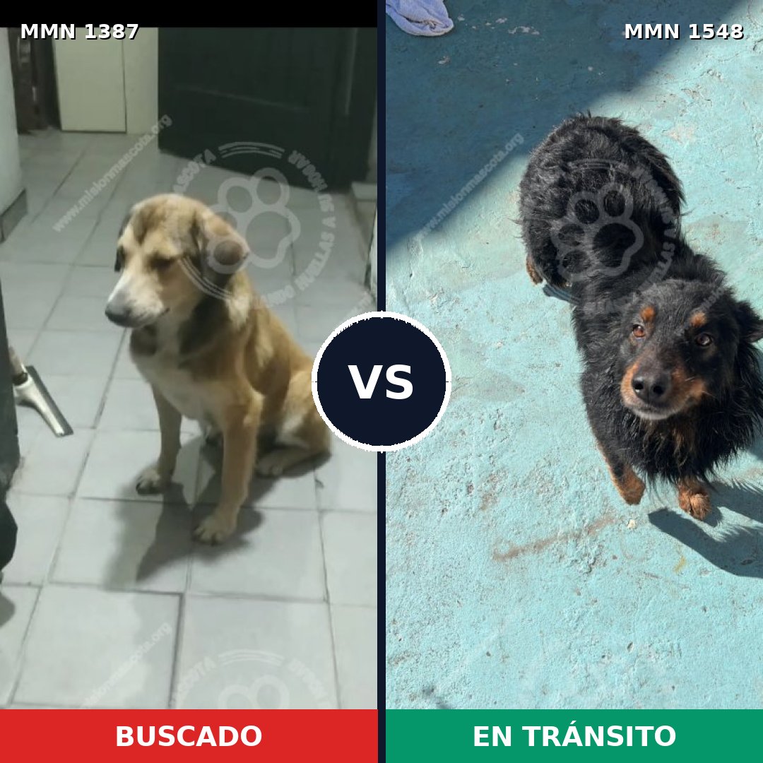 Comparativa MMS 30437: mascota perdida y mascota encontrada, 63% de similitud