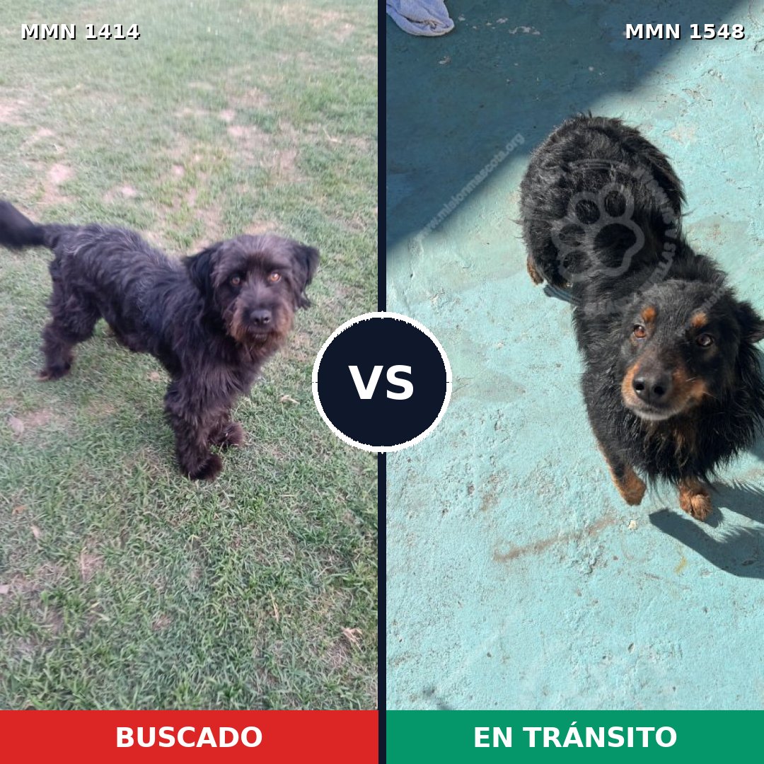 Comparativa MMS 30439: mascota perdida y mascota encontrada, 58% de similitud