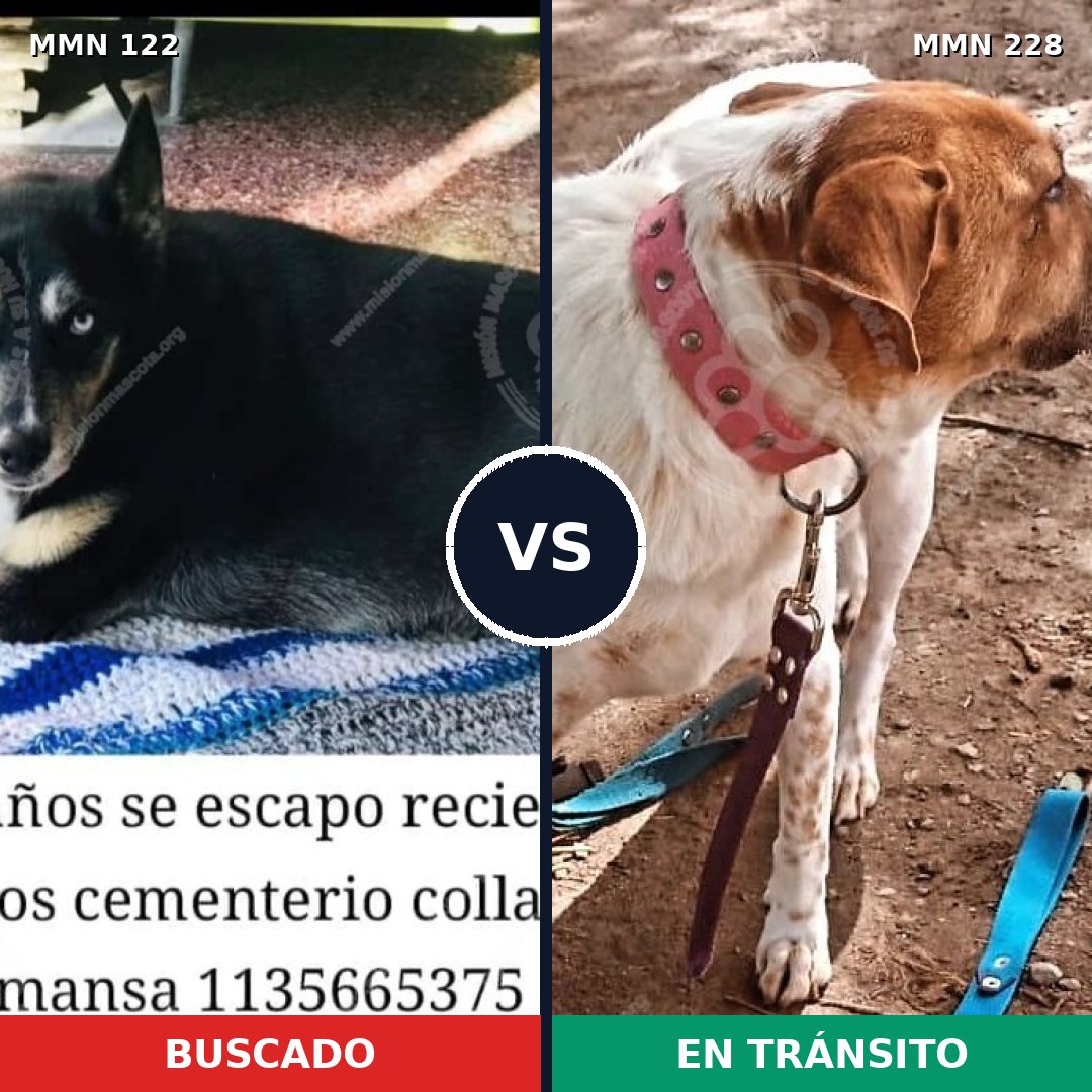 Comparativa MMS 3044: mascota perdida y mascota encontrada, 4% de similitud