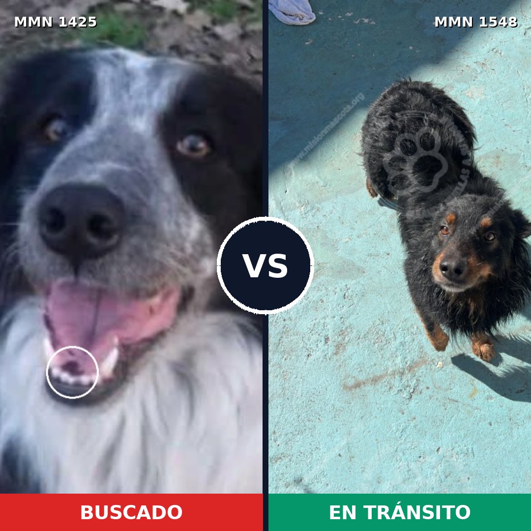 Comparativa MMS 30441: mascota perdida y mascota encontrada, 49% de similitud