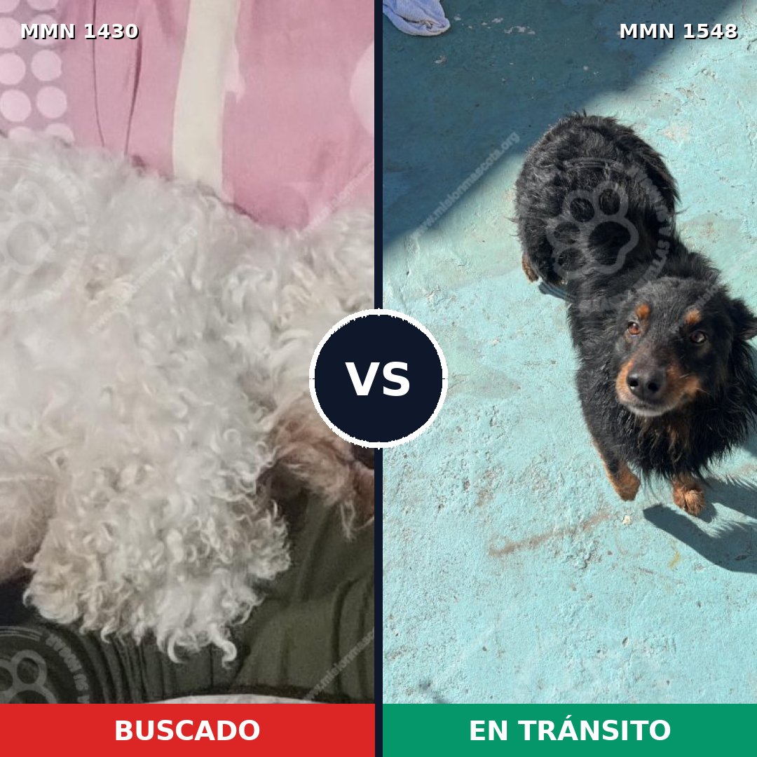 Comparativa MMS 30442: mascota perdida y mascota encontrada, 38% de similitud