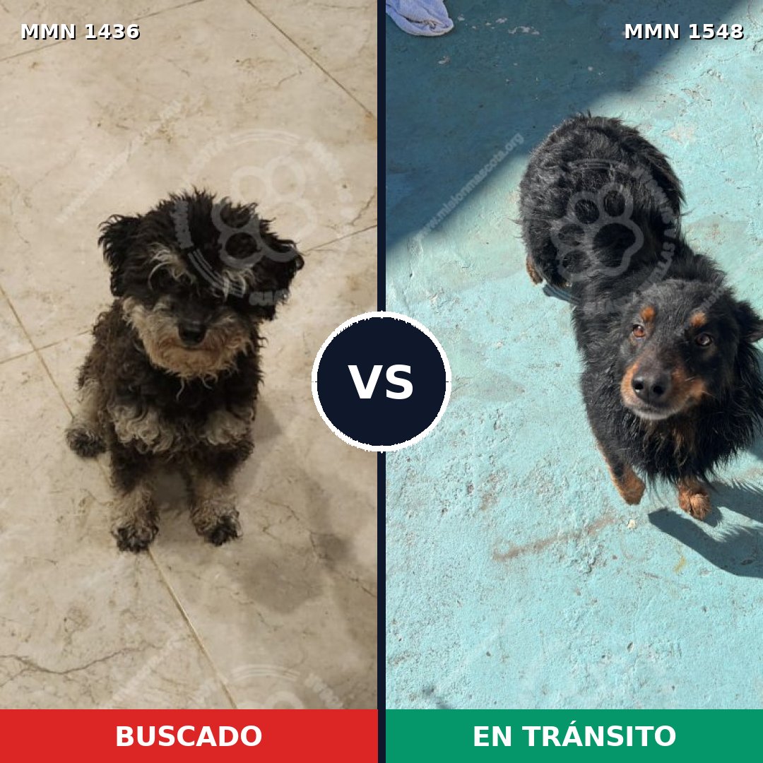 Comparativa MMS 30443: mascota perdida y mascota encontrada, 62% de similitud
