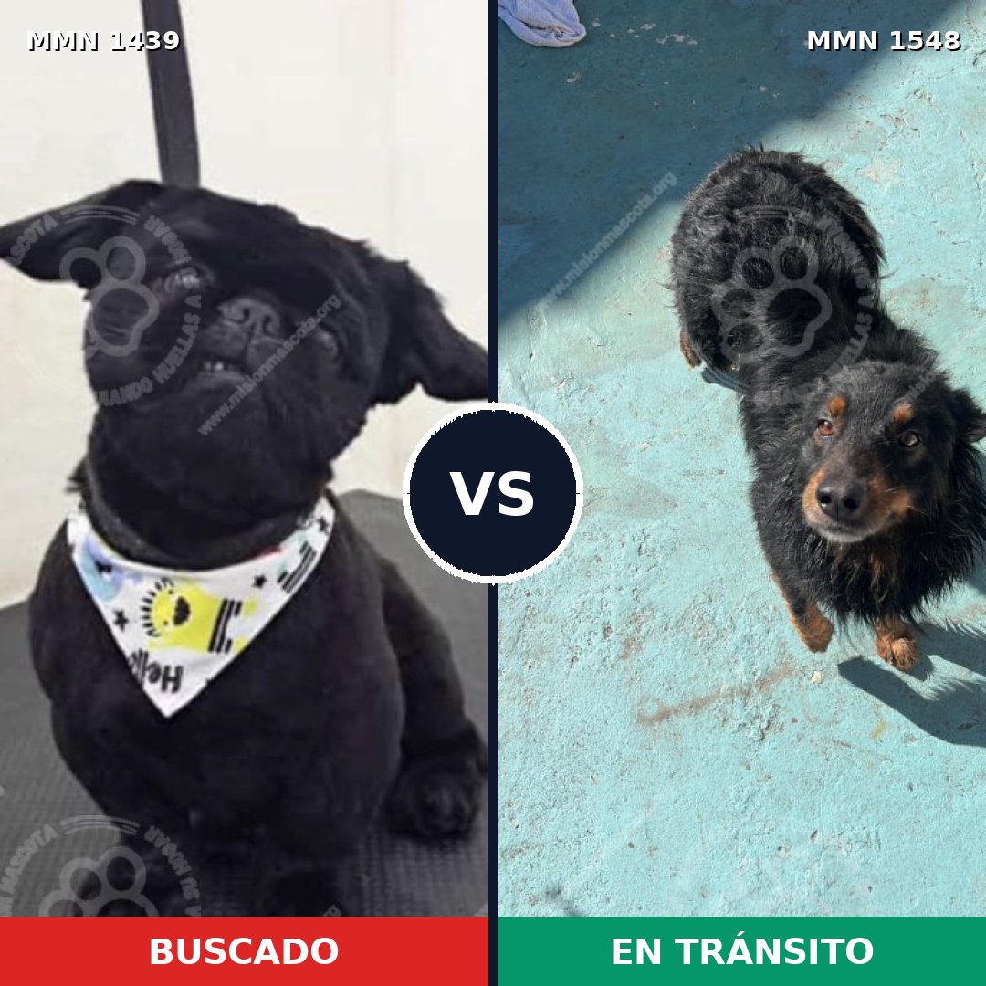 Comparativa MMS 30444: mascota perdida y mascota encontrada, 32% de similitud