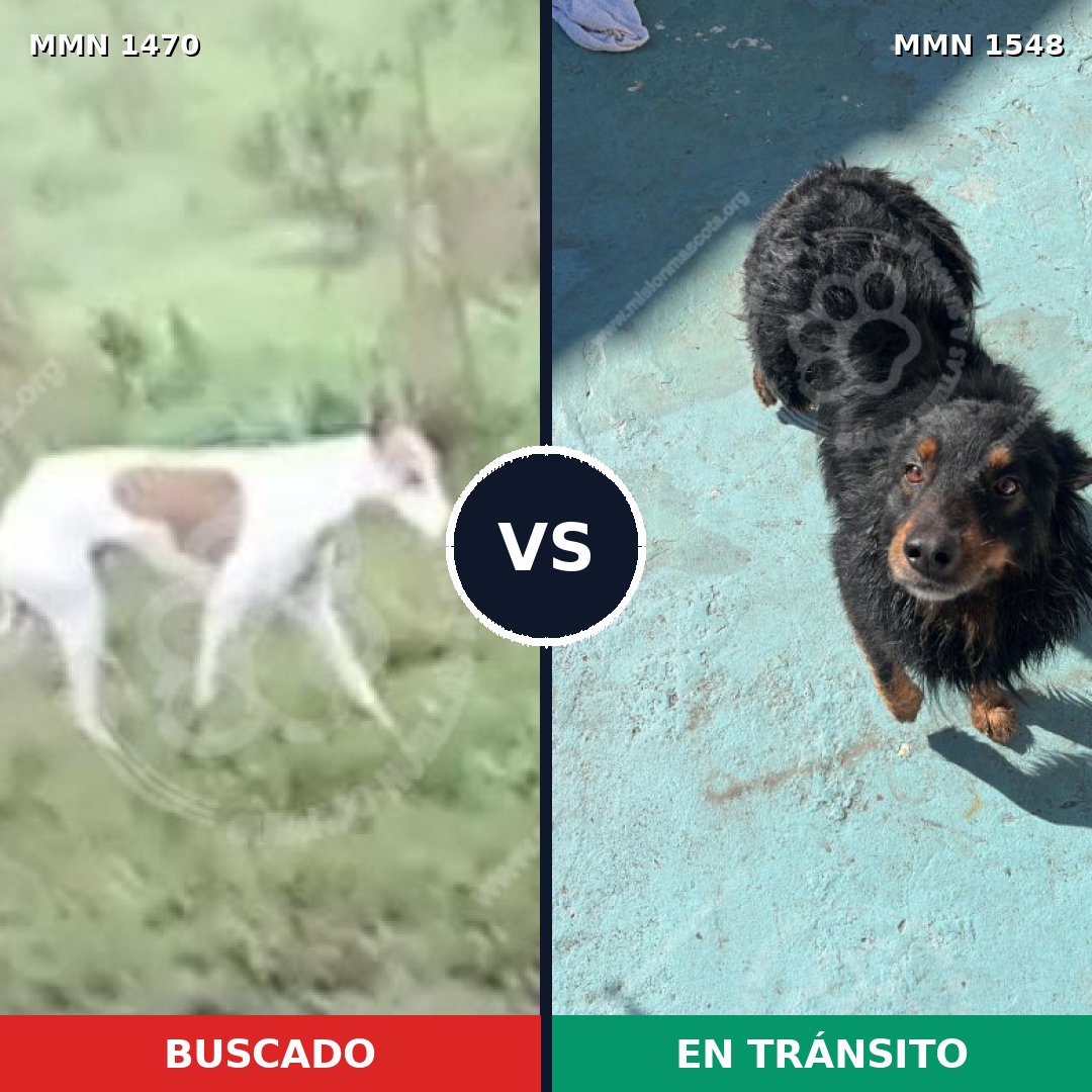 Comparativa MMS 30448: mascota perdida y mascota encontrada, 45% de similitud