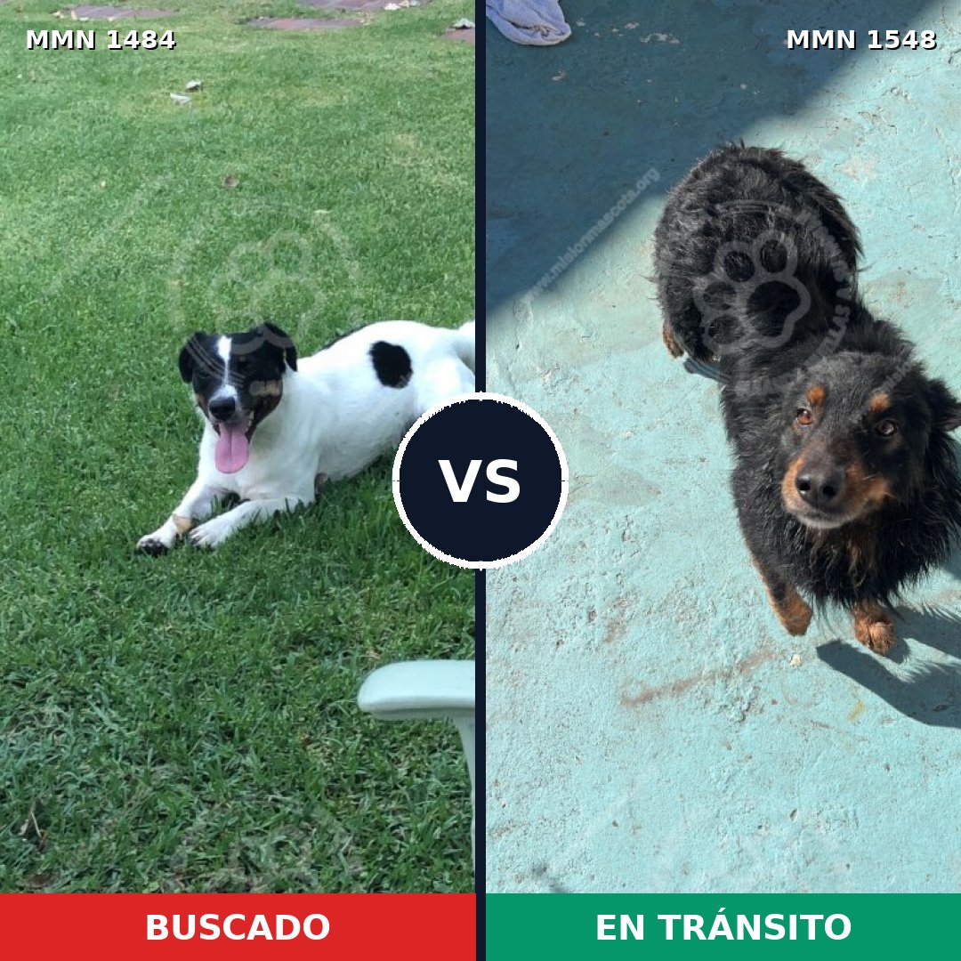 Comparativa MMS 30449: mascota perdida y mascota encontrada, 41% de similitud