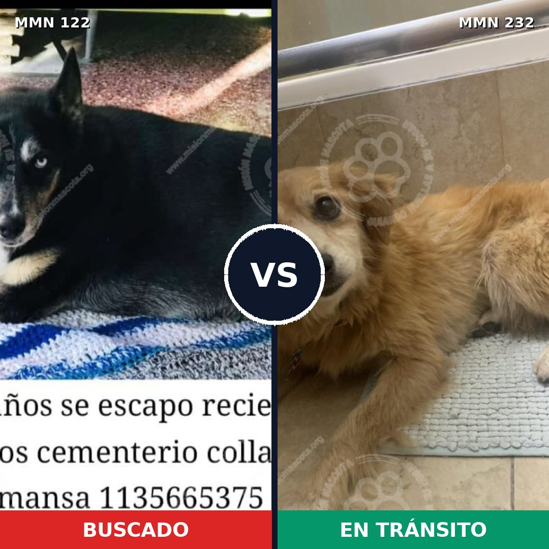 Comparativa MMS 3045: mascota perdida y mascota encontrada, 12% de similitud