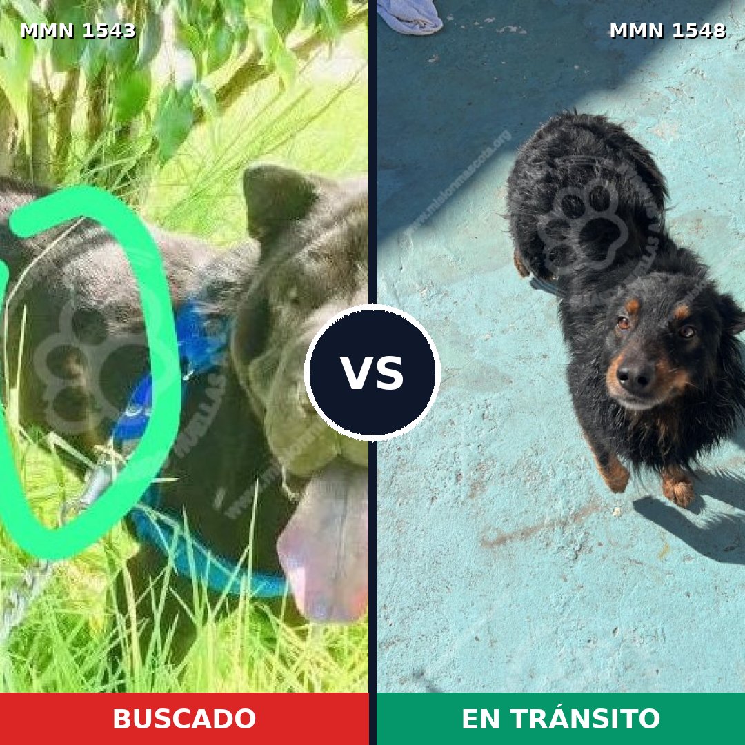 Comparativa MMS 30452: mascota perdida y mascota encontrada, 48% de similitud