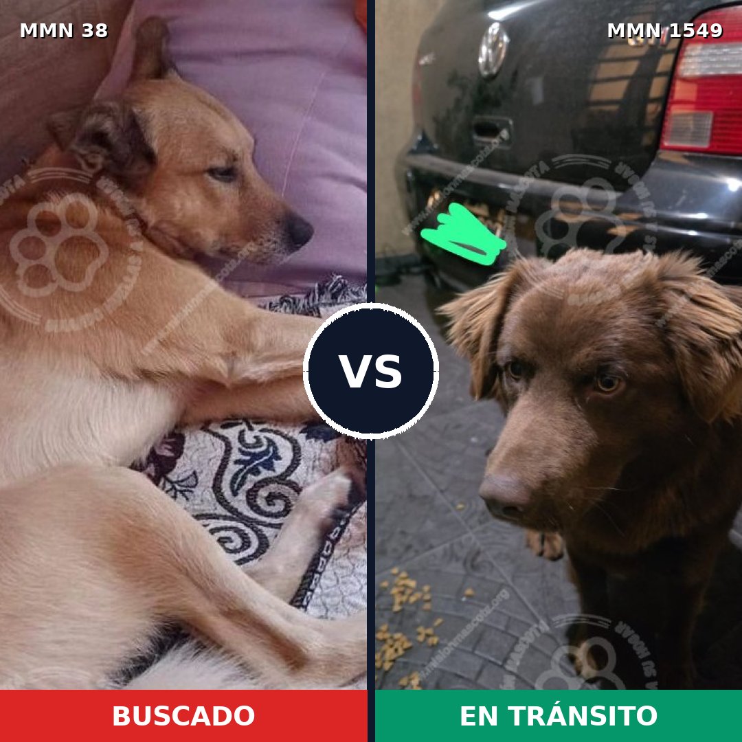 Comparativa MMS 30454: mascota perdida y mascota encontrada, 79% de similitud