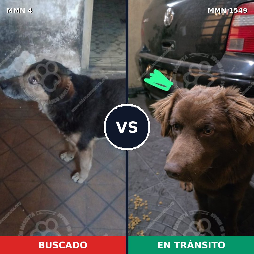 Comparativa MMS 30455: mascota perdida y mascota encontrada, 60% de similitud