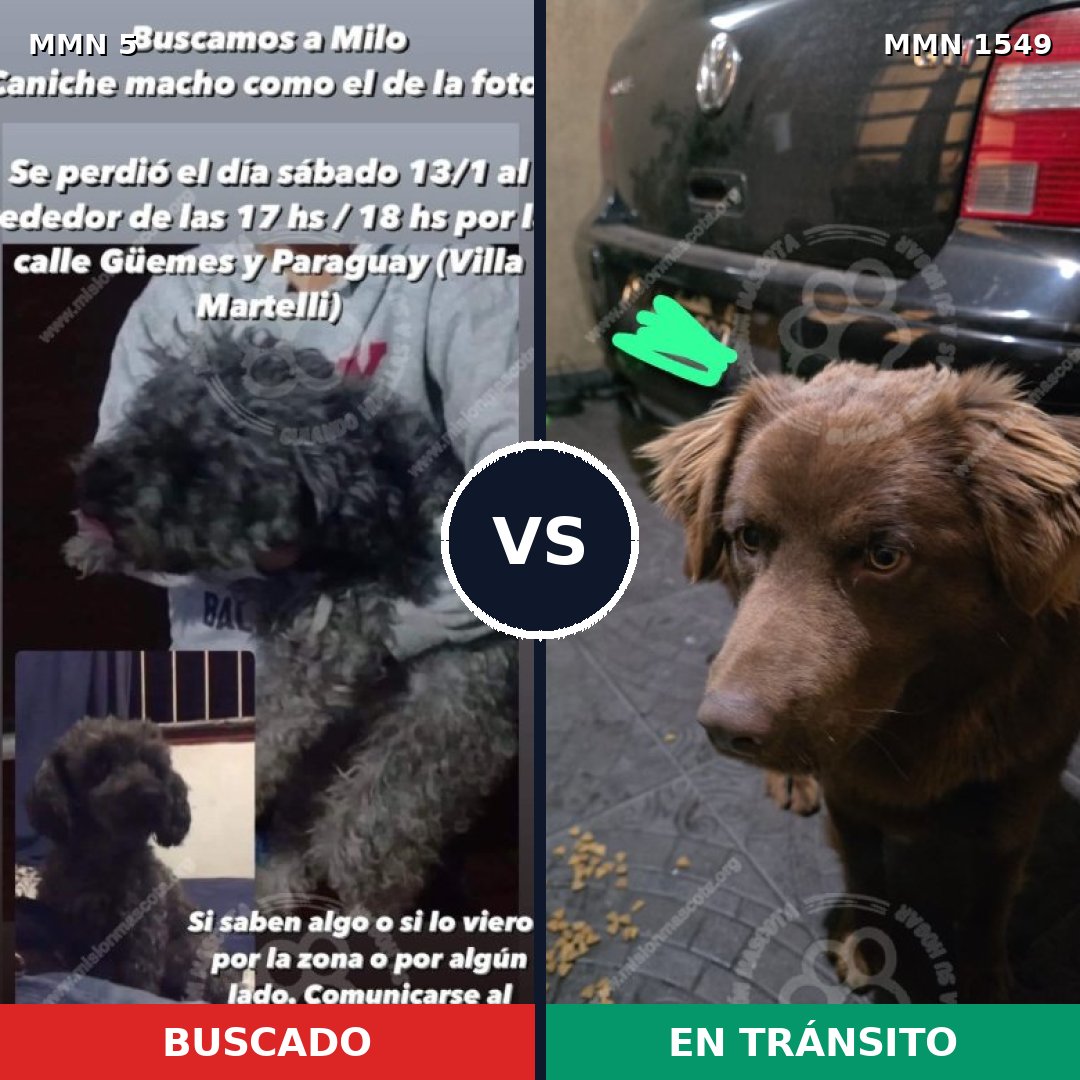 Comparativa MMS 30456: mascota perdida y mascota encontrada, 36% de similitud