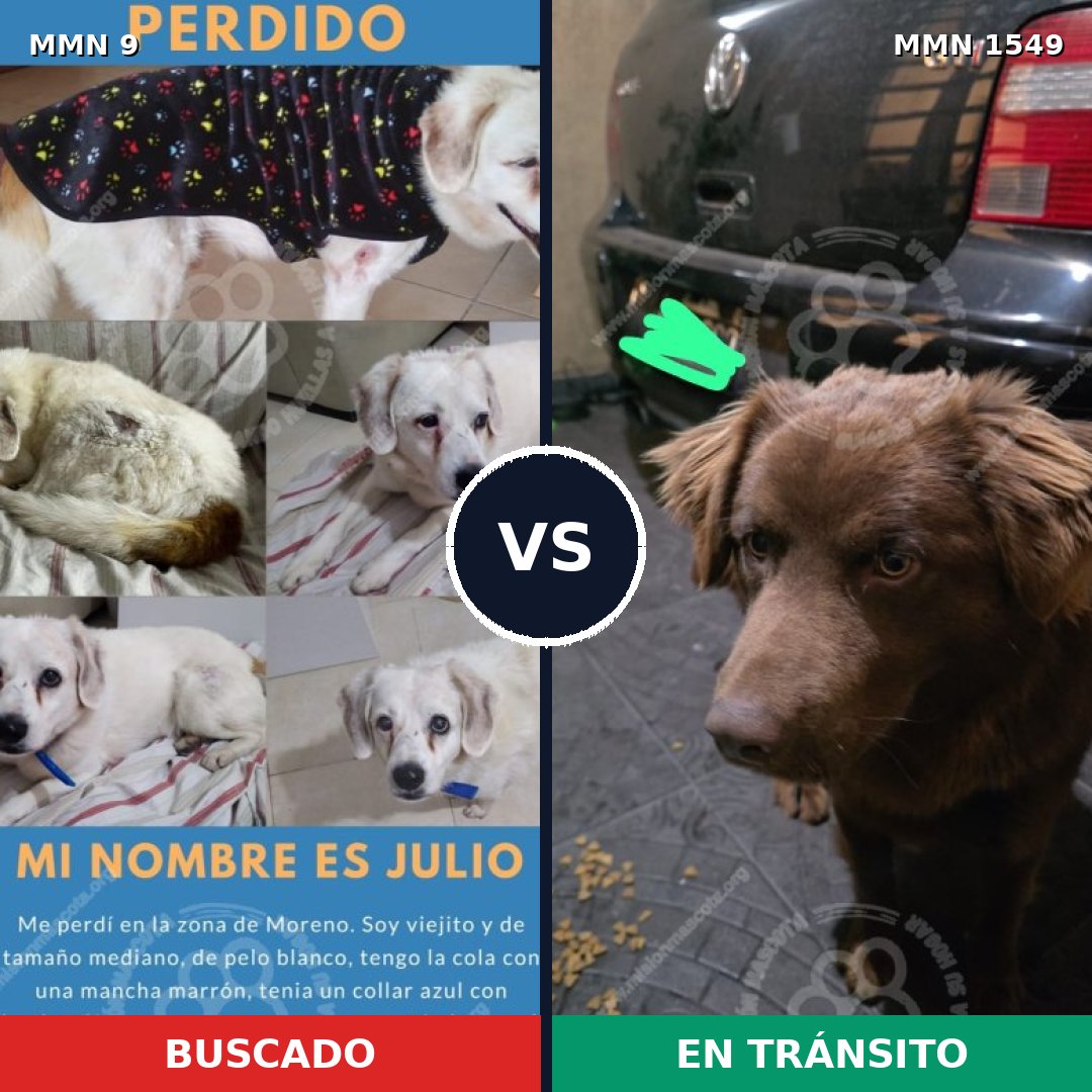 Comparativa MMS 30457: mascota perdida y mascota encontrada, 65% de similitud