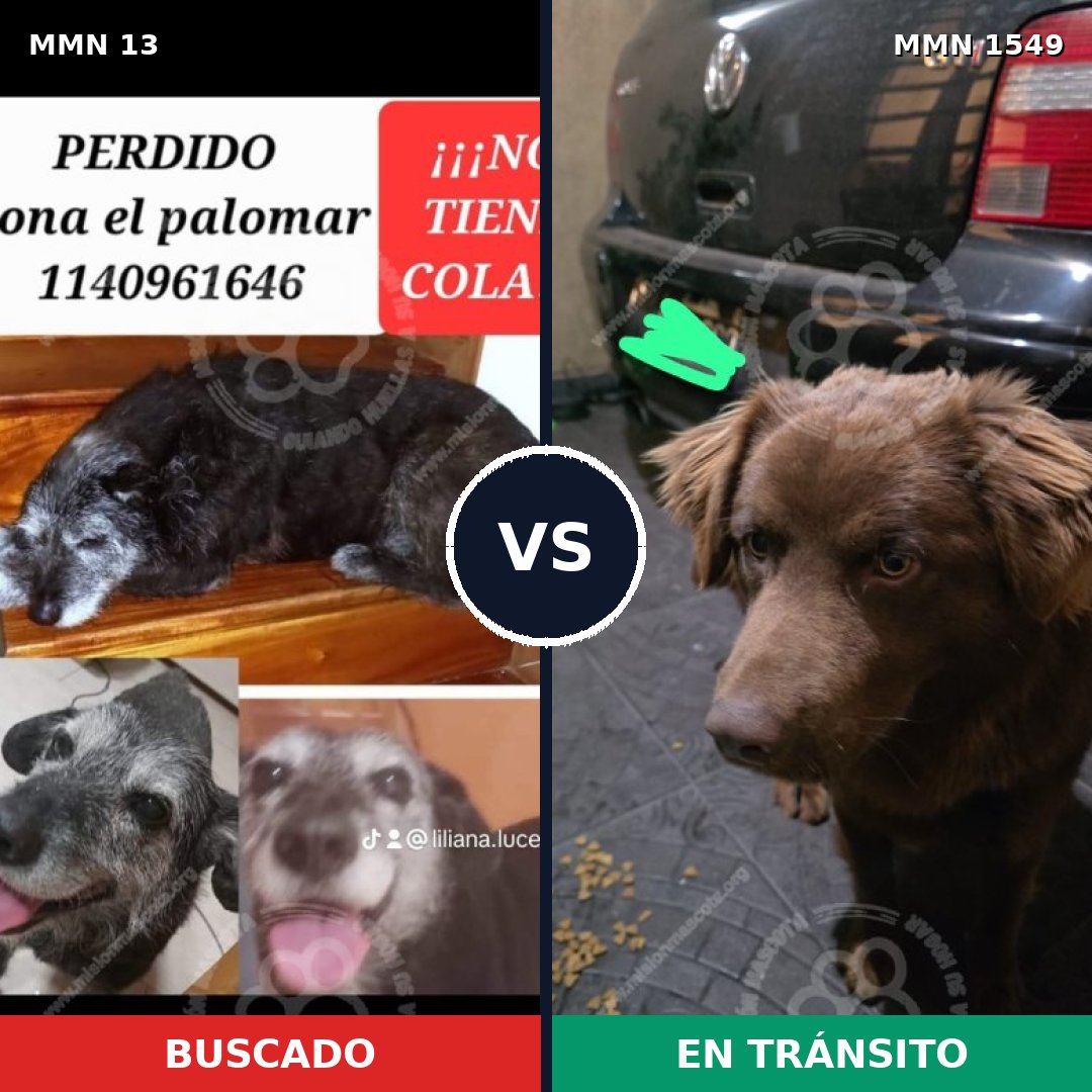 Comparativa MMS 30459: mascota perdida y mascota encontrada, 60% de similitud